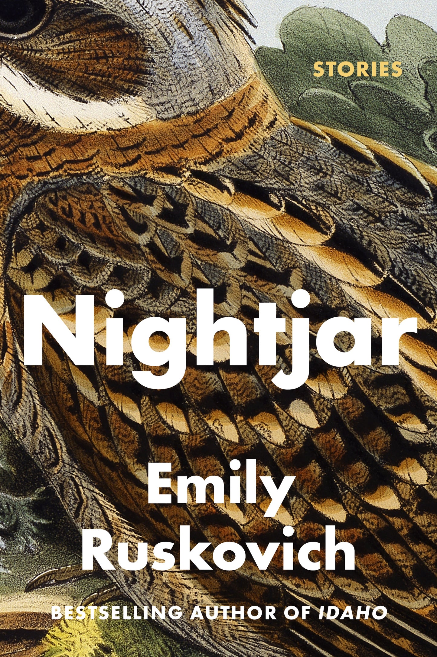 Nightjar