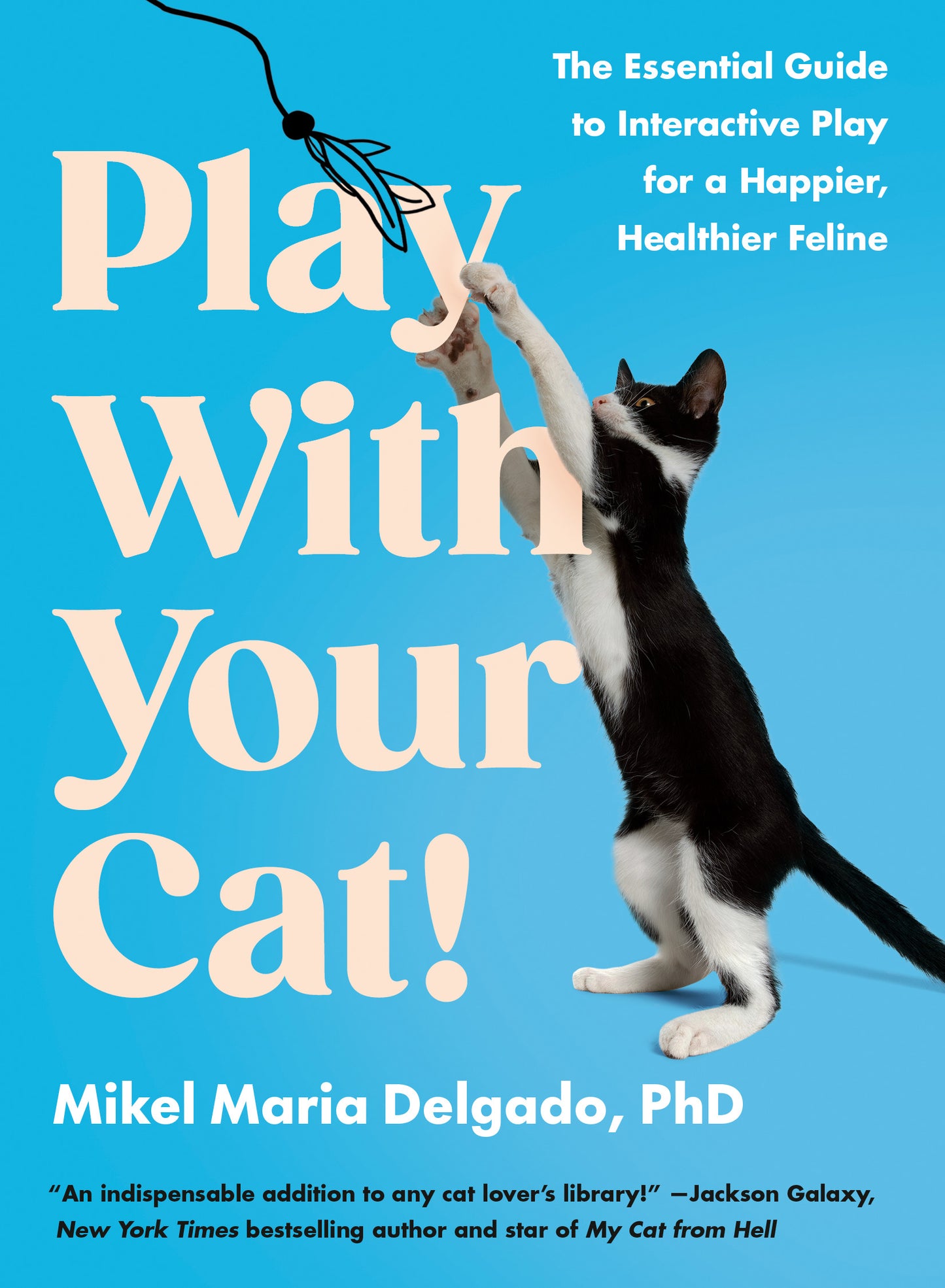 Play With Your Cat!