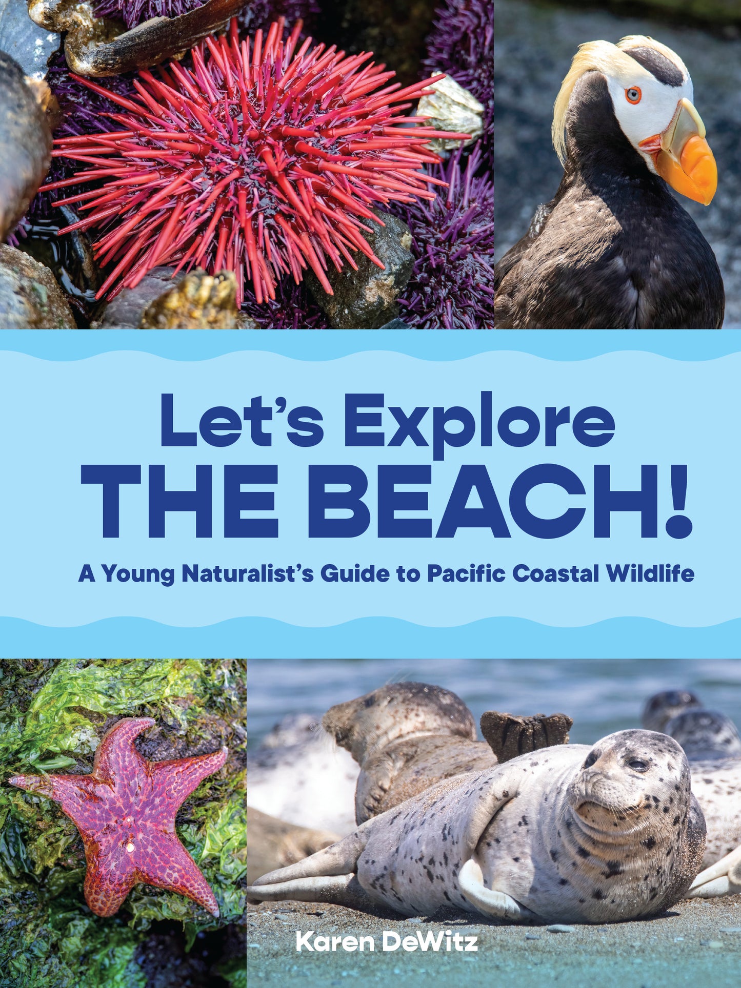 Let’s Explore the Beach!
